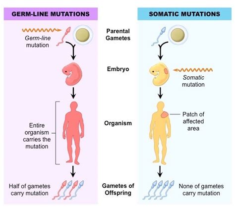 effects of genetic variation on function